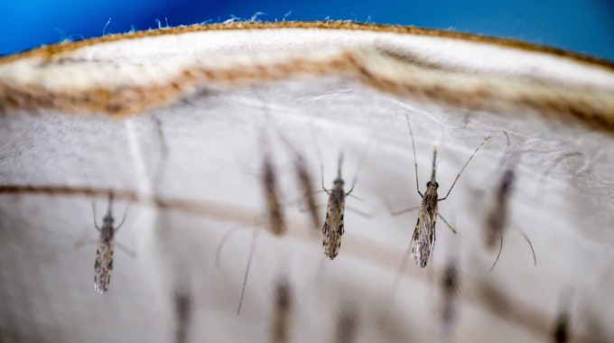 Unser Symbolbild zeigt mehrere Mücken, welche die Überträger des tödlichen Malaria-Erreger sind.