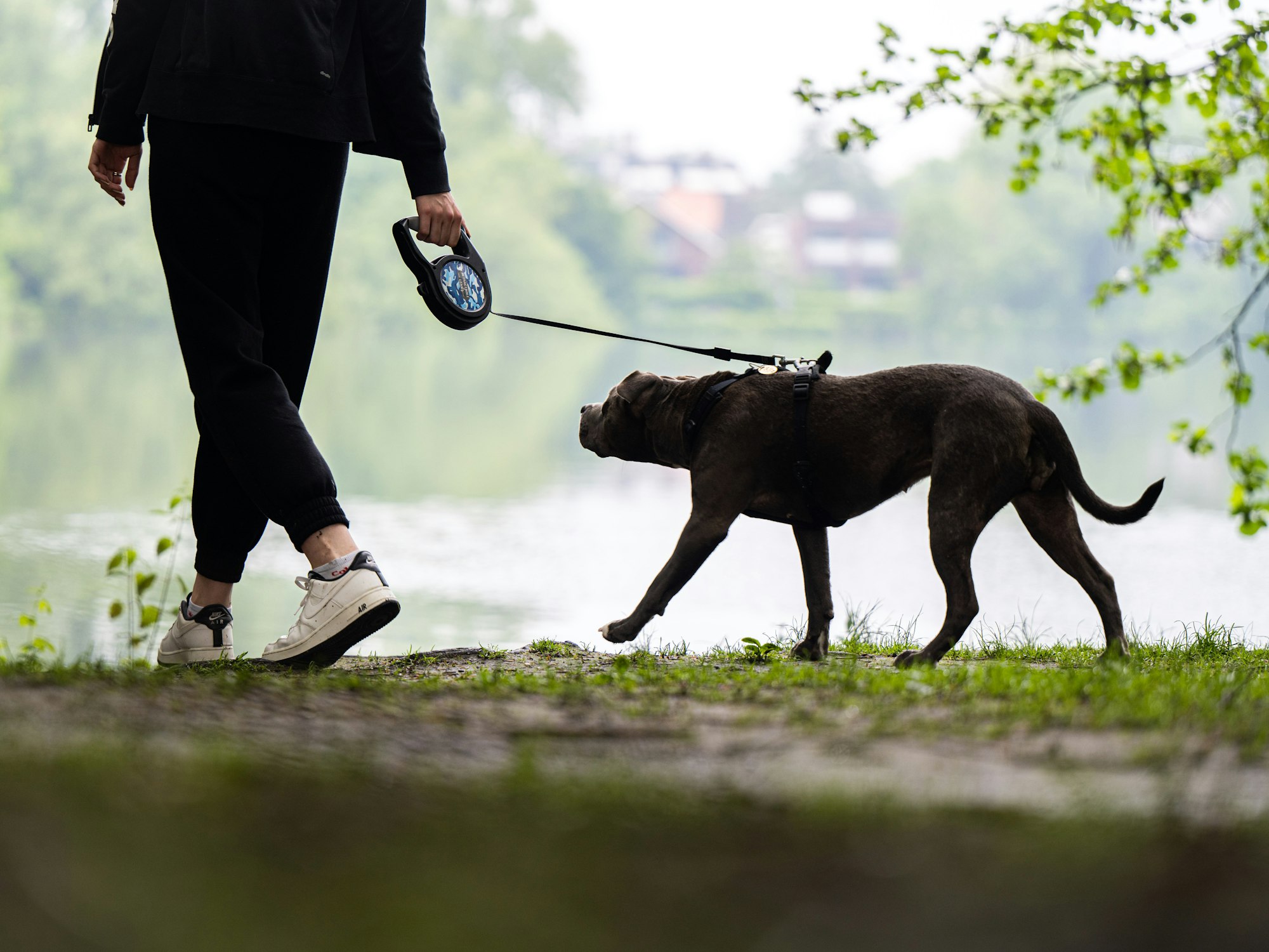 Eine Frau geht mit ihrem Hund Gassi (Archivfoto).