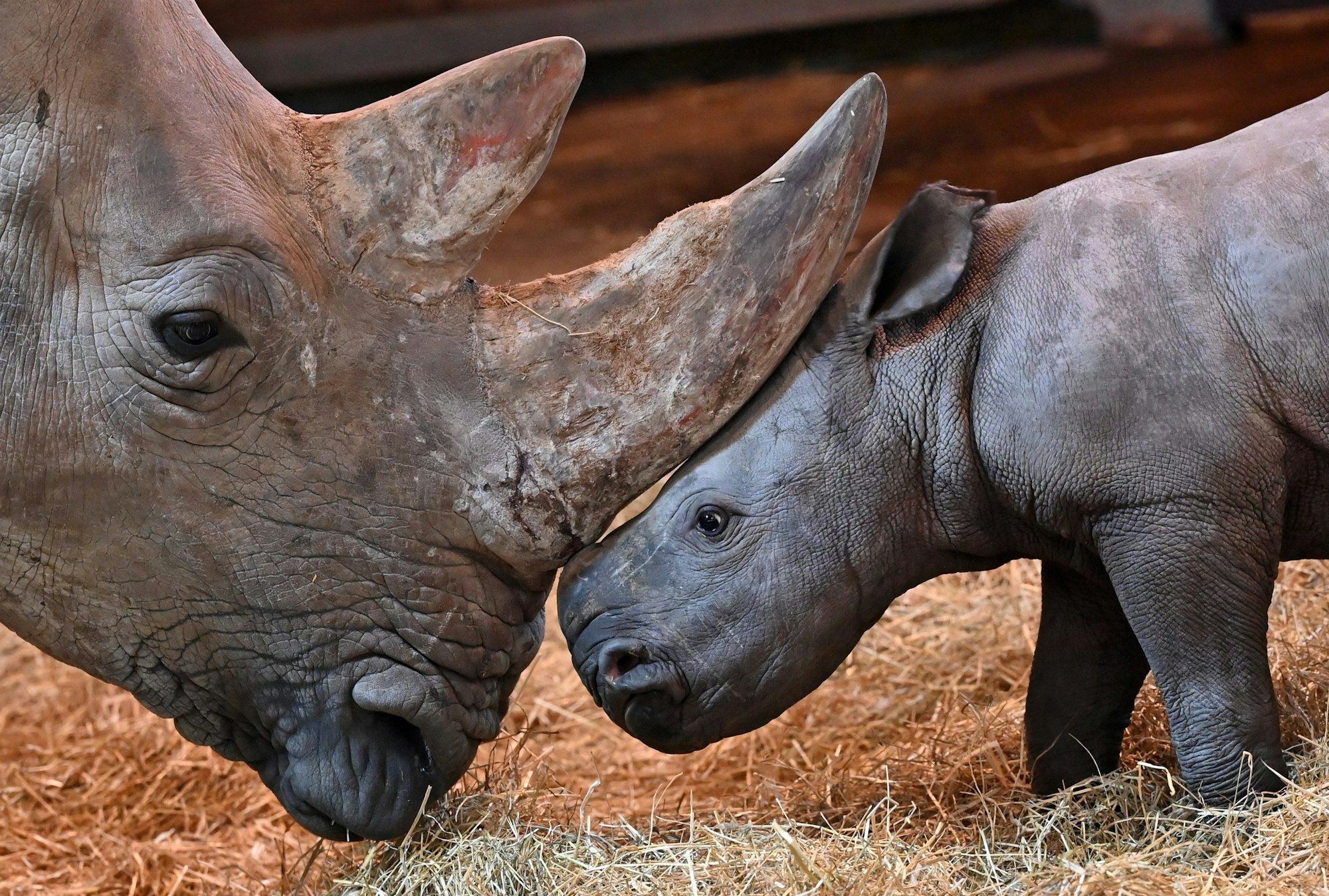 Augsburger Zoo: Team muss Nashorn-Baby einen Tag nach Geburt einschläfern lassen.