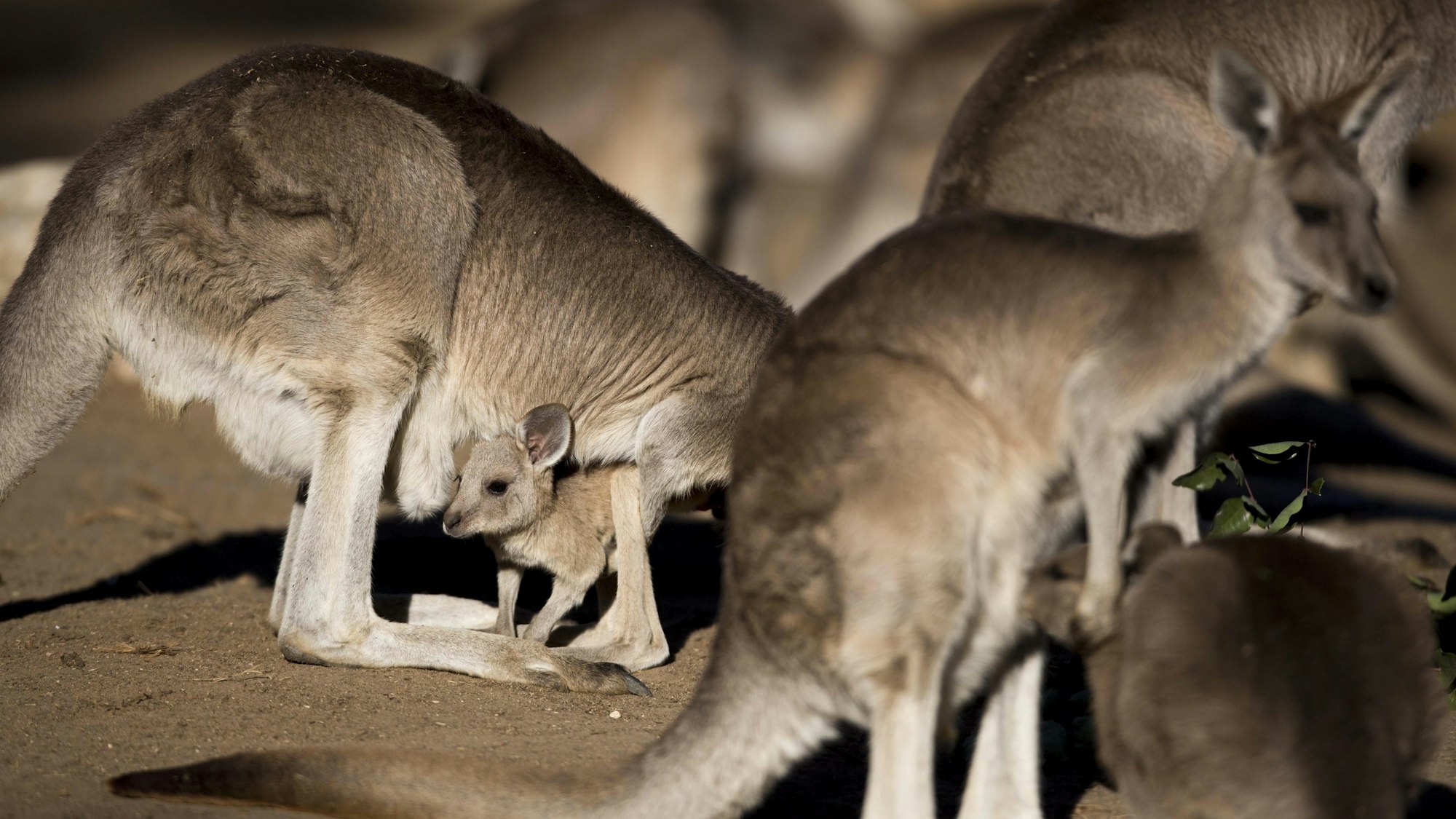 In Australien wurden mehrere Kängurus sinnlos zu Tode geprügelt. Auf dem Foto (aufgenommen am 5. Februar 2014 in Israel) sieht man mehrere graue Riesenkängurus.
