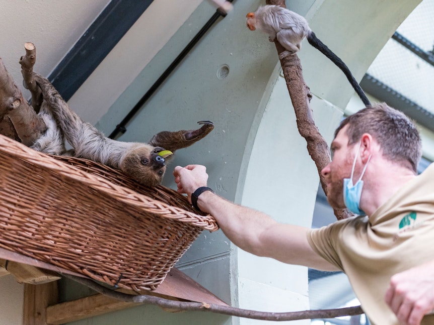 Ein Faultier wird von einem Zoo-Mitarbeiter gefüttert.