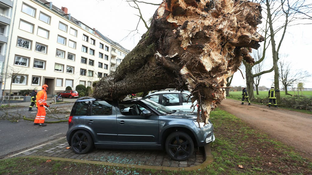 Ein umgekippter Baum liegt auf drei Autos auf der Düsseldorfer Cecillienallee.