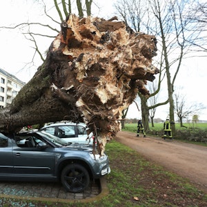 Ein umgekippter Baum liegt auf drei Autos auf der Düsseldorfer Cecillienallee.