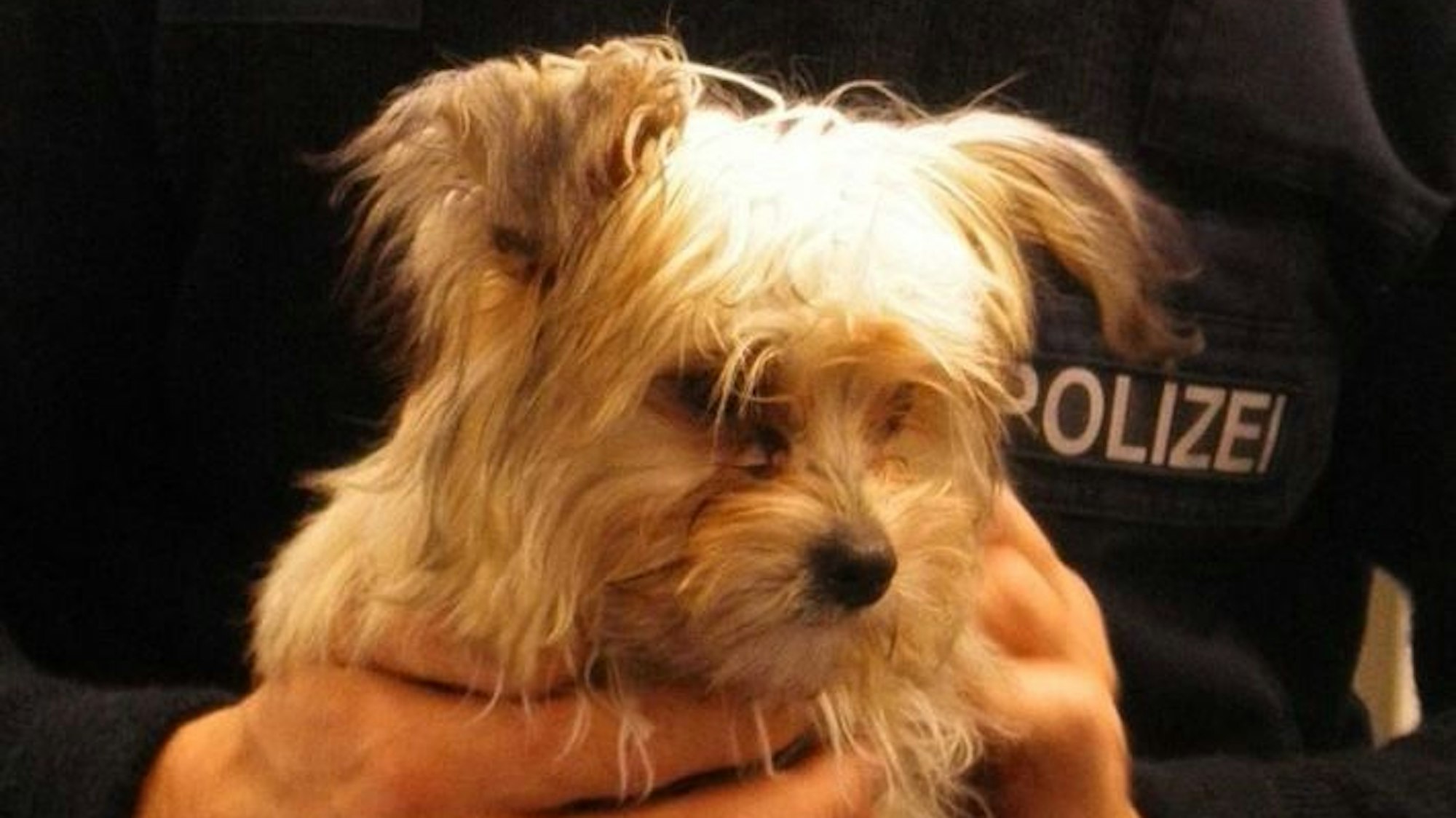 Ein Polizei aus Hamm hält am 9. Oktober einen Hundewelpen, der alleine in einem Regionalzug umherlief.