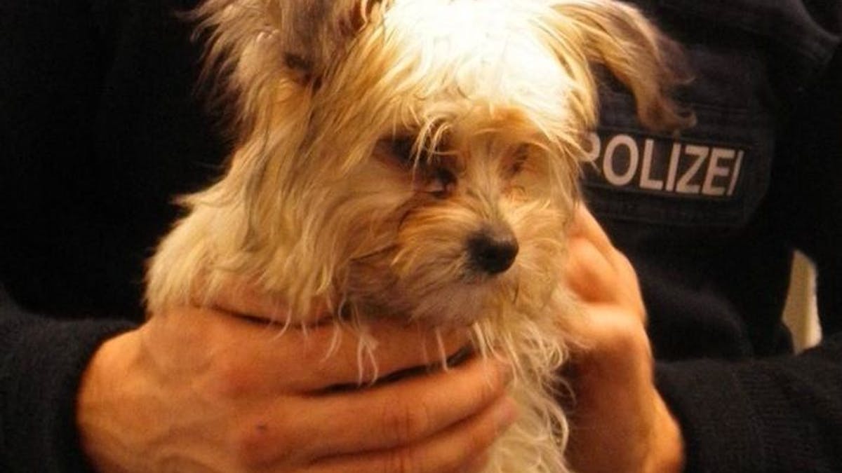 Ein Polizei aus Hamm hält am 9. Oktober einen Hundewelpen, der alleine in einem Regionalzug umherlief.&nbsp;