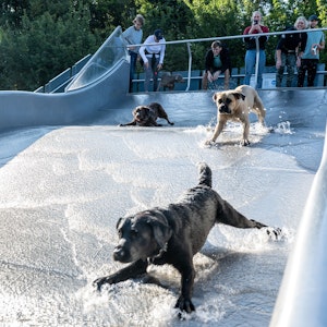 Hunde vergnügen sich im Wasser des Freibades am Stadion.