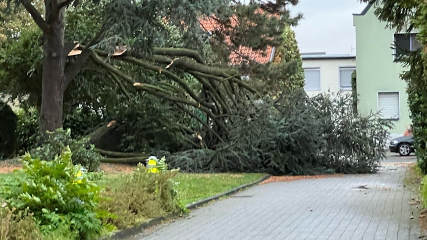 Die Rettungswageneinfahrt am St. Agatha Krankenhaus in Köln-Niehl ist am 21. Oktober durch einen umgestürzten Baum blockiert.