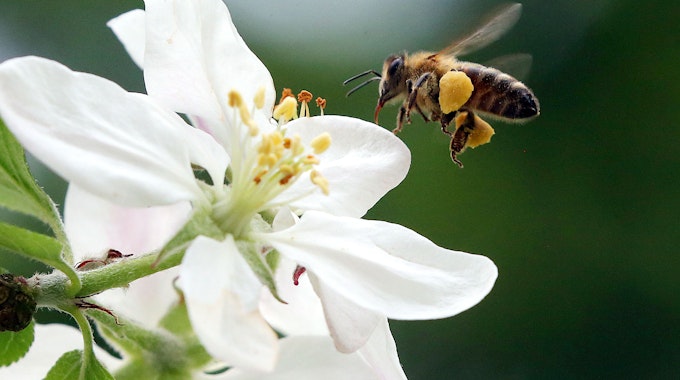 Das Foto zeigt eine Honigbiene im Anflug auf eine Blüte. Wegen Lieferverzögerungen sind die benötigten Bienen-Importe in großer Gefahr. Hunderte Bienen sterben auf dem Transport nach Australien oder kommen nur sehr schwach an.