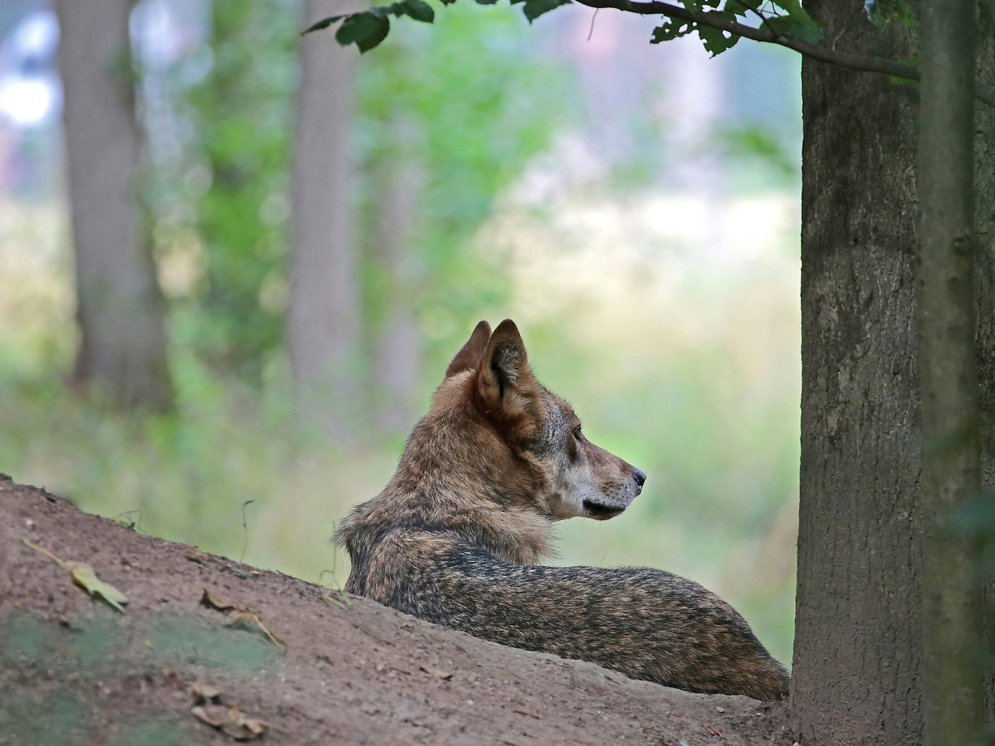 Ein Wolf sitzt im Gehege im Biotopwildpark Anholter Schweiz.