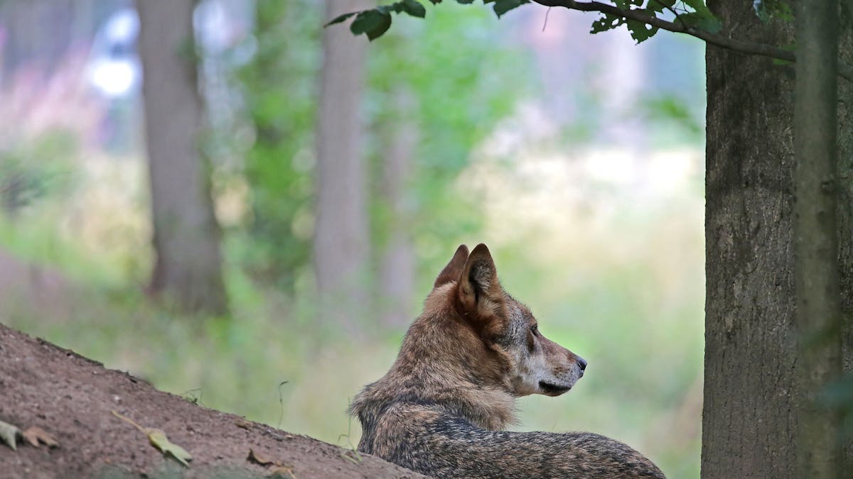 Ein Wolf sitzt im Gehege im Biotopwildpark Anholter Schweiz.