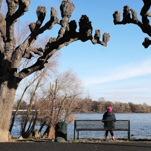 Eine Frau sitzt zwischen Platanen am Rheinufer in der Sonne.