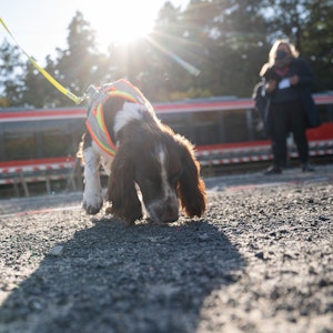 Auf dem Foto (aufgenommen am 26. Oktober 2021) sieht man einen Artenschutzspürhund bei der Deutschen Bahn. Bei dem Hund handelt es sich um einen Cocker Spaniel.