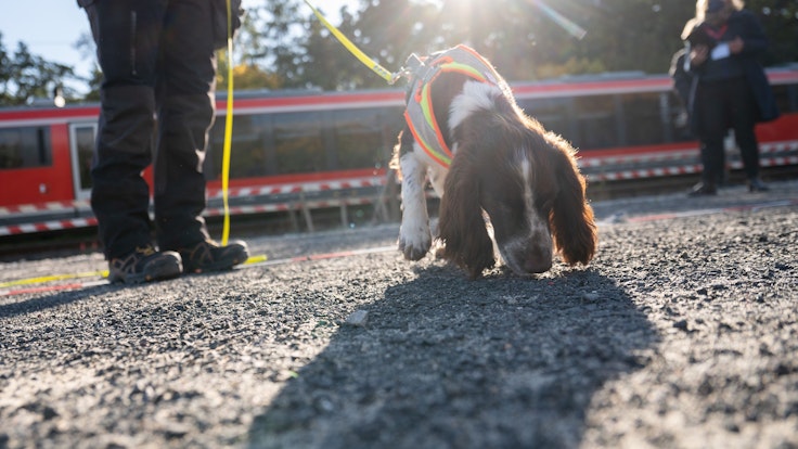 Auf dem Foto (aufgenommen am 26. Oktober 2021) sieht man einen Artenschutzspürhund bei der Deutschen Bahn. Bei dem Hund handelt es sich um einen Cocker Spaniel.