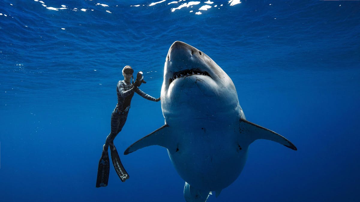 Der weiße Hai wird von dem Menschen vor allem wegen seine bedrohlichen Aussehen gefürchtet. Doch ist er wirklich so gefährlich, wie es beispielweise in Filmen vermittelt wird? Auf dem Foto (aufgenommen am 18. Januar 2019) ist ein weißer Hai zu sehen. Neben ihm schwimmt eine Taucherin.&nbsp;
