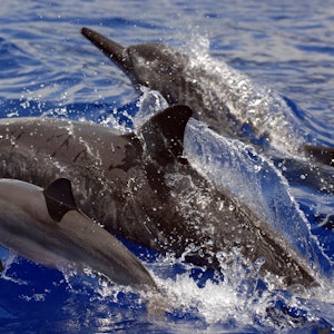 Das undatierte Foto zeigt Delfine vor der Küste Hawaiis.