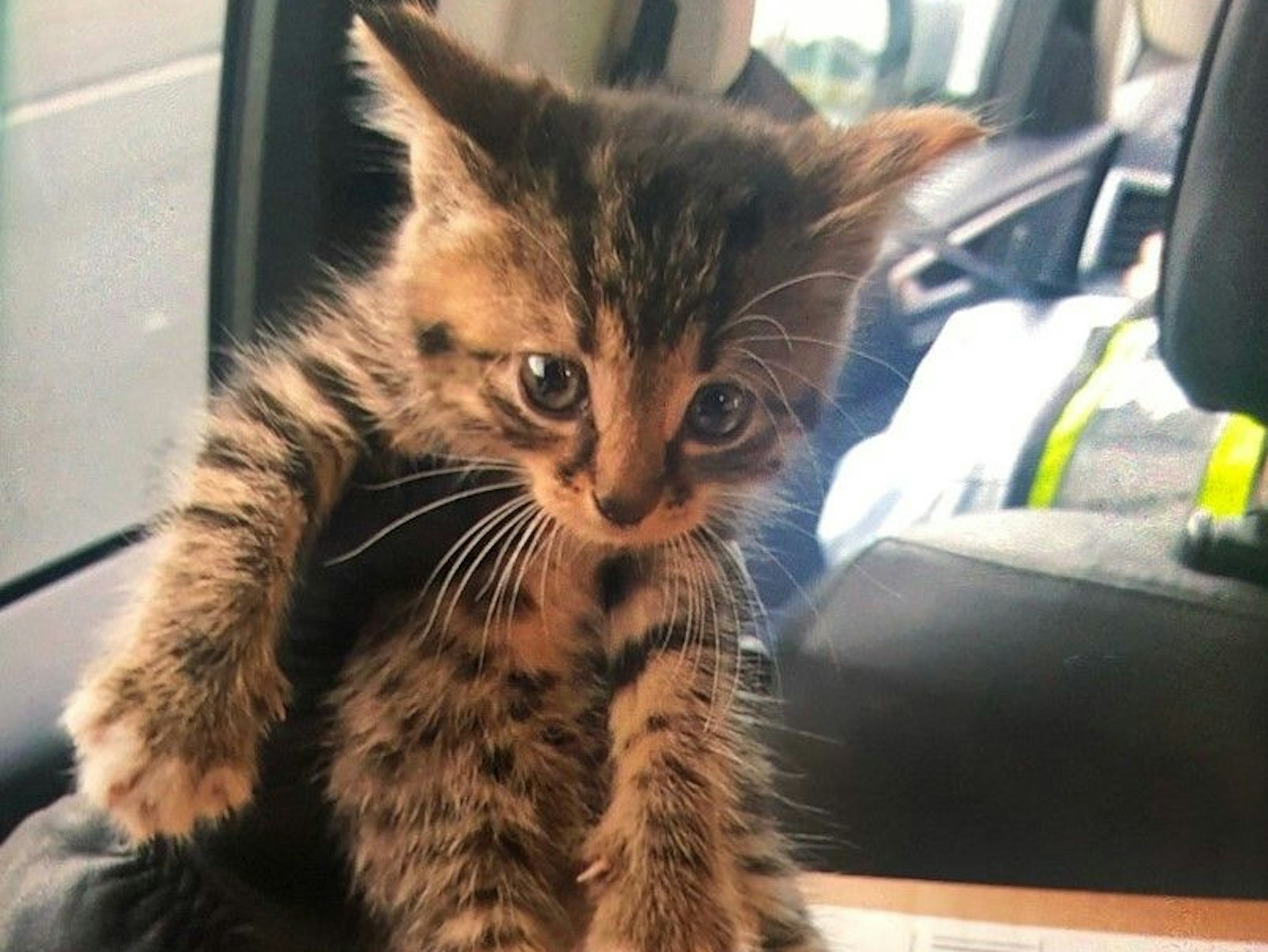 Ein junges Katzenbaby (hier ein Foto des Tierchens von 16. September 2021) versteckte sich im Motorraum – jetzt hat es ein neues Zuhause.