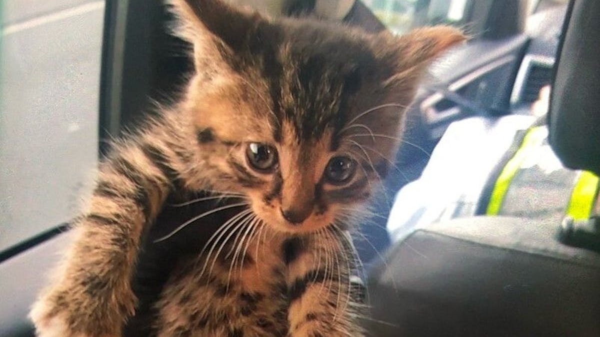 Ein junges Katzenbaby (hier ein Foto des Tierchens von 16. September 2021) versteckte sich im Motorraum – jetzt hat es ein neues Zuhause.&nbsp;
