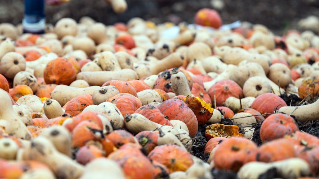Ein Landwirt hat Kürbisse und Süßkartoffeln, die nicht den Handelsnormen entsprechen, auf einem Acker ausgekippt.&nbsp;