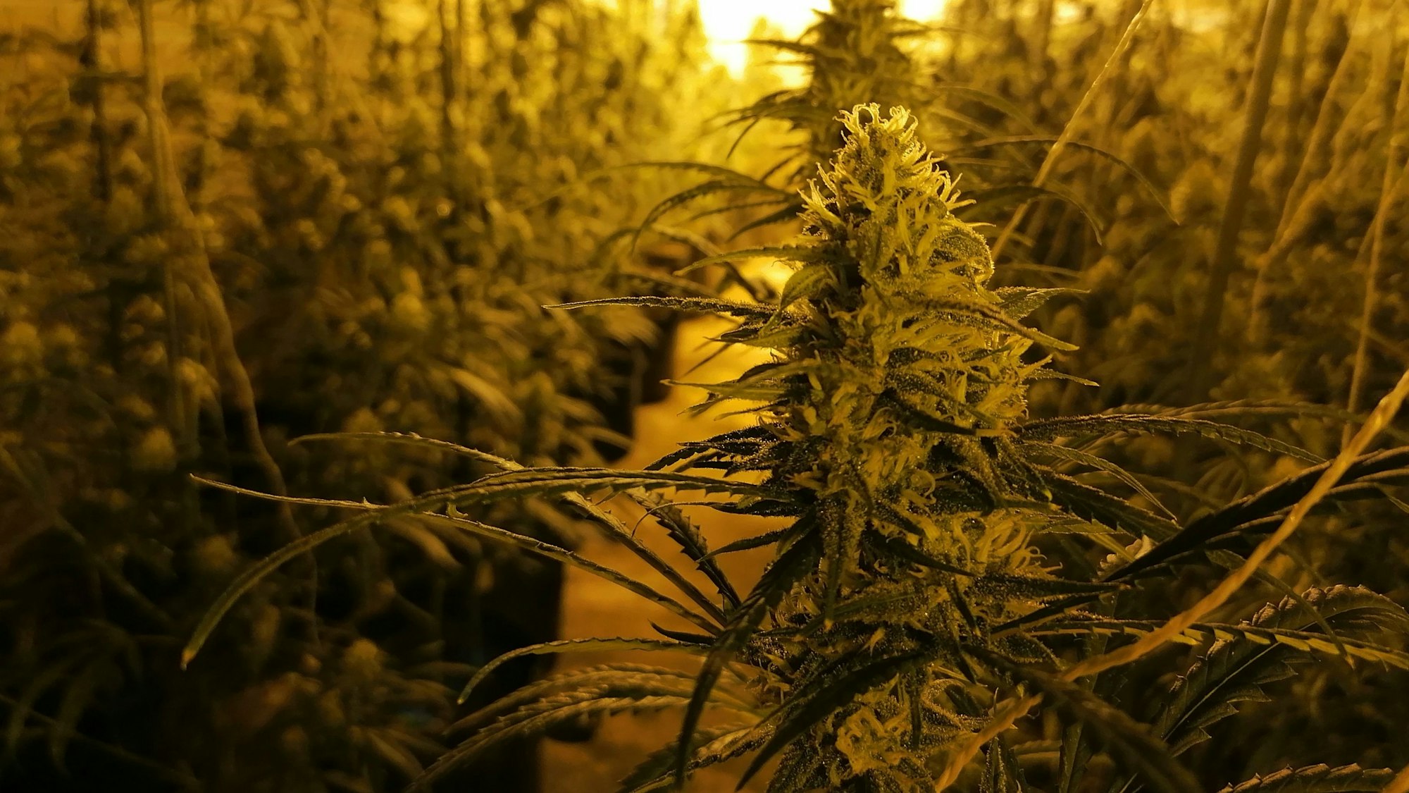 Cannabispflanzen in einem leerstehenden Hotel.