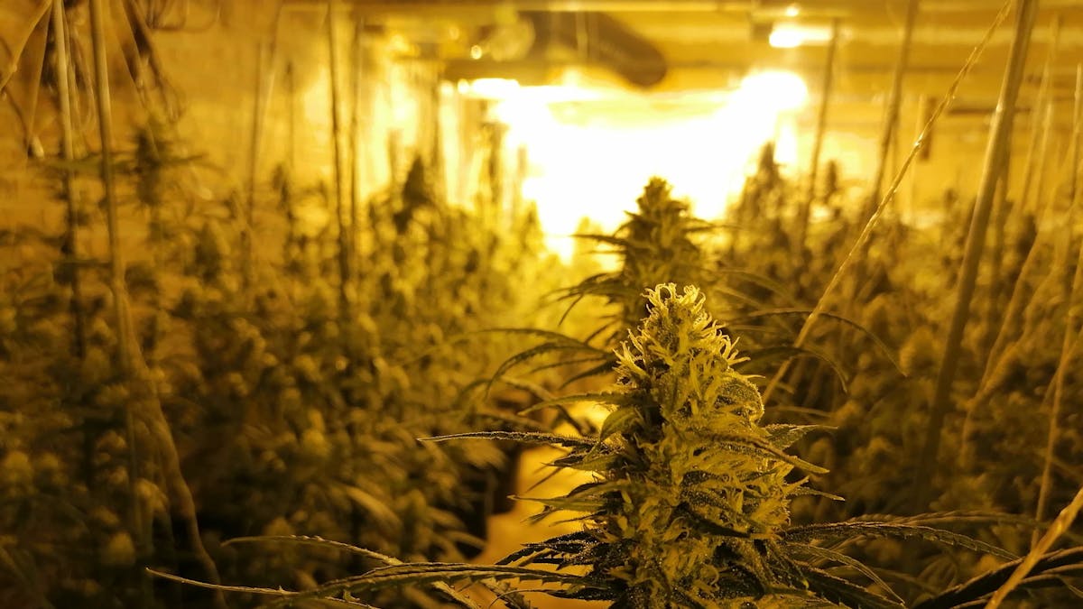 Cannabispflanzen in einem leerstehenden Hotel.&nbsp;