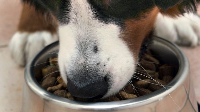 Viel Geld für teures Hundefutter ausgeben? Das muss nicht sein. Stiftung Warentest hat mehrere Trockenfutter getestet und kam zu überraschenden Ergebnissen. Auf dem Symbolfoto (aufgenommen am 16. März 2006) sieht man einen Hund, der Trockenfutter aus einer Schüssel isst.