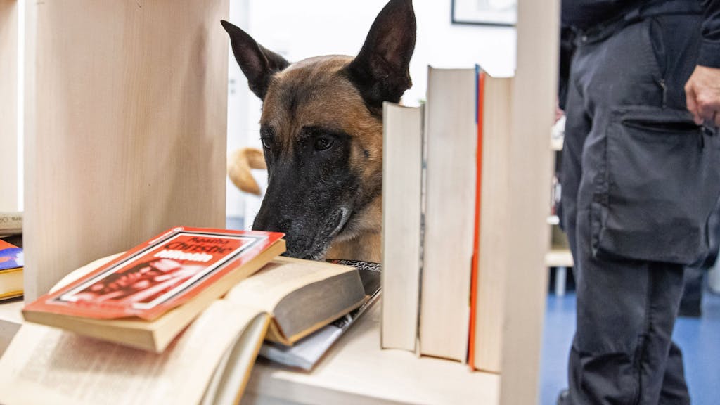 Datenspeicher-Spürhund „Odin“ sucht in einer Tatortwohnung im Bildungszentrum des Landesamts für Ausbildung, Fortbildung und Personalangelegenheiten der Polizei in einem Regal nach einem Datenspeichergerät.