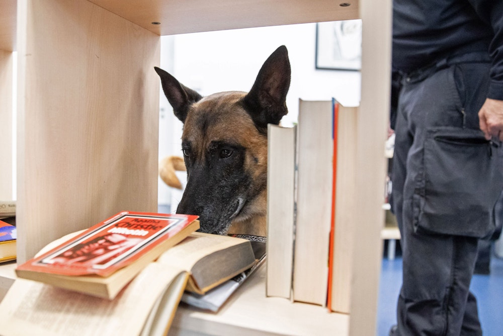 Datenspeicher-Spürhund „Odin“ sucht in einer Tatortwohnung im Bildungszentrum des Landesamts für Ausbildung, Fortbildung und Personalangelegenheiten der Polizei in einem Regal nach einem Datenspeichergerät.