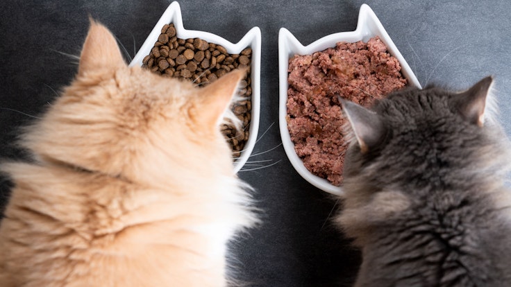 Nassfutter oder Trockenfutter? Wir verraten, woran sich hochwertiges Katzenfutter erkennen lässt.