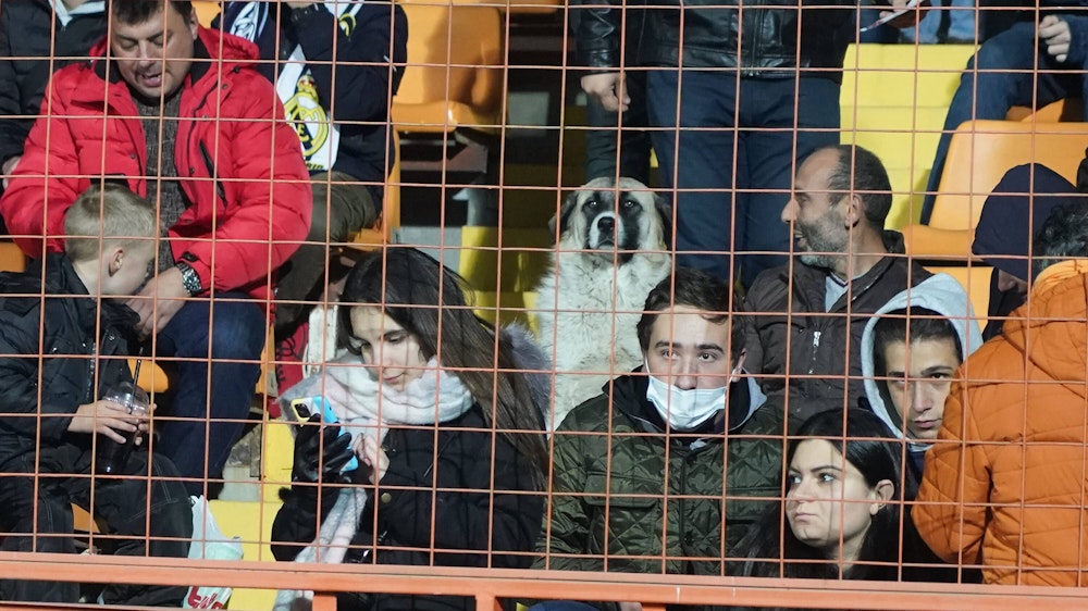Ein Hund sitzt auf der Zuschauertribüne in Armenien.