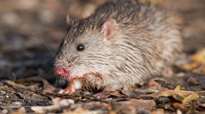 Tierquäler aus Weiden wird zu drei Jahren Haft verurteilt, weil er Ratten tötete und quälte.