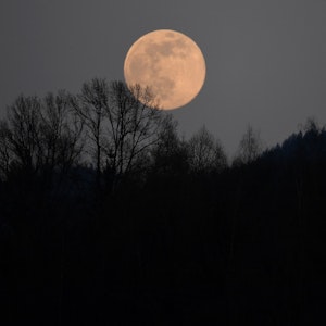 Der Mond geht als sogenannter Supervollmond auf, im Vordergrund sind Bäume auf einem Hügel zu sehen.