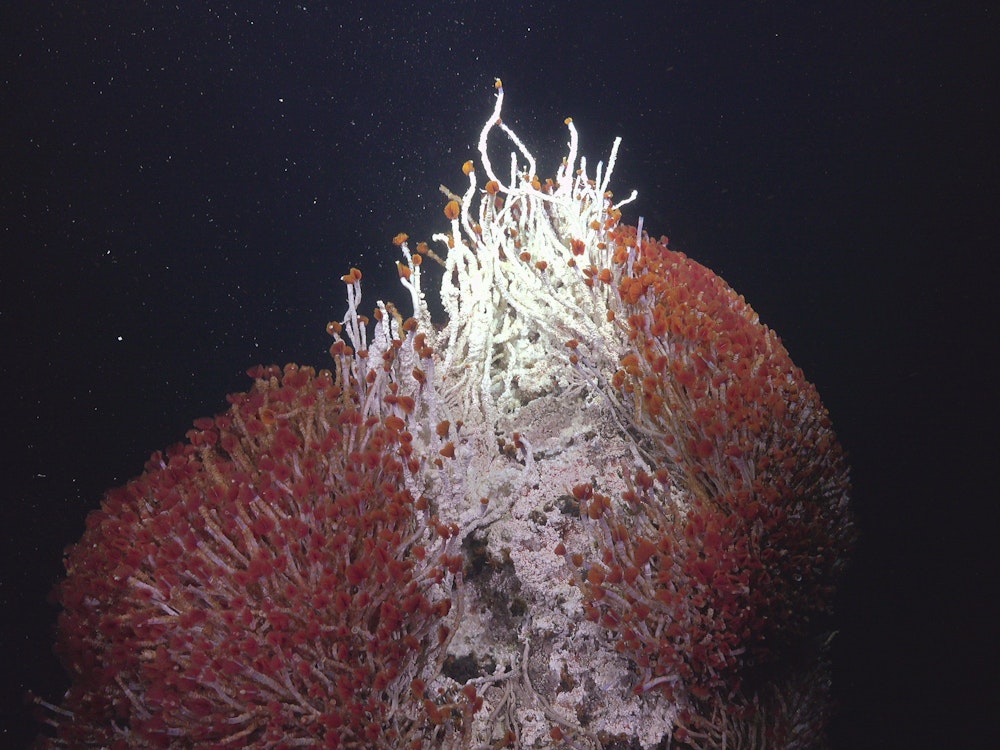 Forscher aus Mexiko und den USA haben im Golf von Kalifornien neue hydrothermale Quellen und bisher unbekannte Tierarten entdeckt.  Dieses Foto wurde am 2. November 2021 aufgenommen 