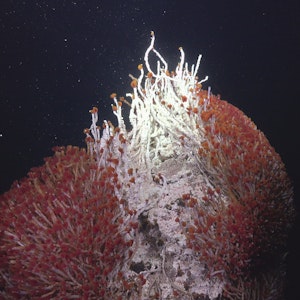 Forscher aus Mexiko und den USA haben im Golf von Kalifornien neue hydrothermalen Quellen und wohl bislang unbekannte Tierarten entdeckt. Das Foto vom 02.11.2021 zeigt das „Matterhorn“, einen hydrothermalen Schlot des Pescadero-Beckens, der eine Fülle von roten Röhrenwürmern und weißen mikrobiellen Matten zeigt.