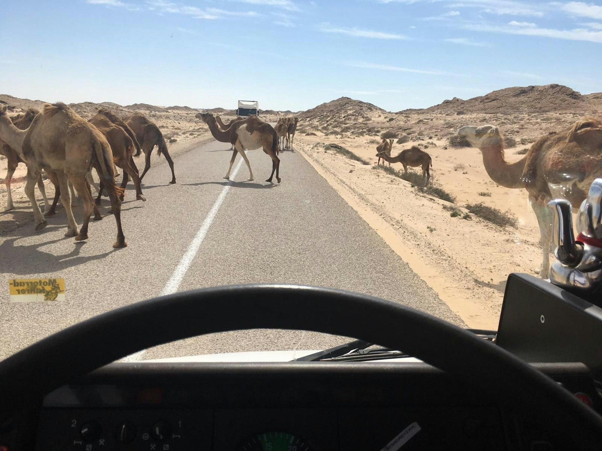 In Mauretanien traf der Weltenbummler Hacky Kamele auf der Fahrbahn.