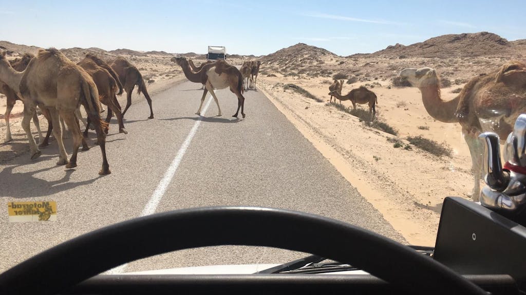 In Mauretanien traf der Weltenbummler Hacky Kamele auf der Fahrbahn.