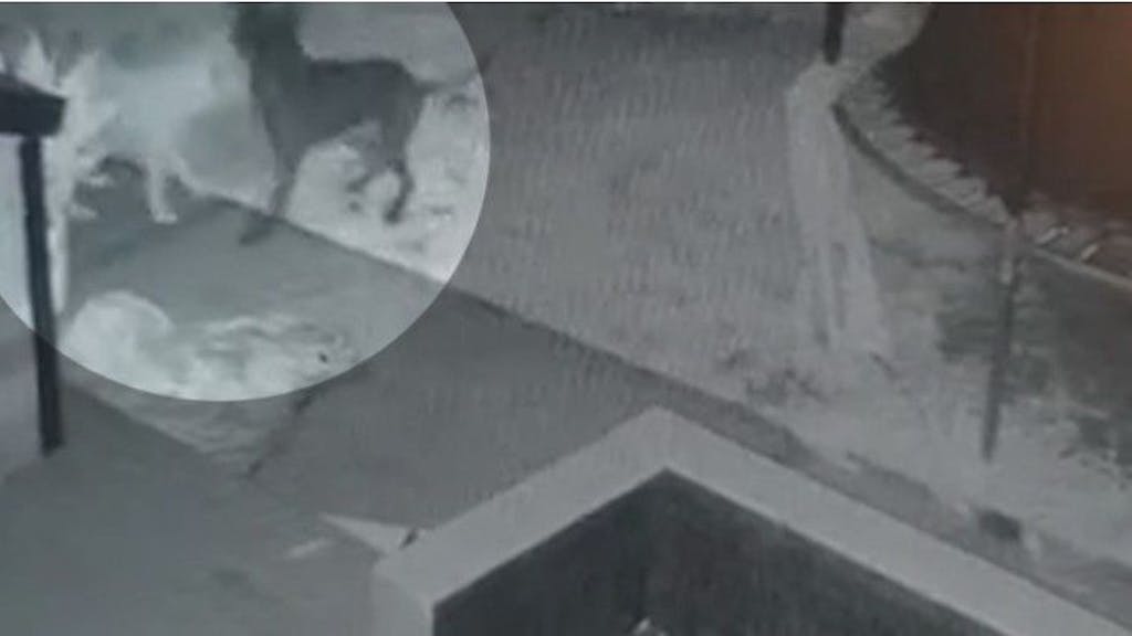 Eine Überwachungskamera hat festgehalten, wie der Hund des Grundstückbesitzers mit dem Geisterhund spielt.