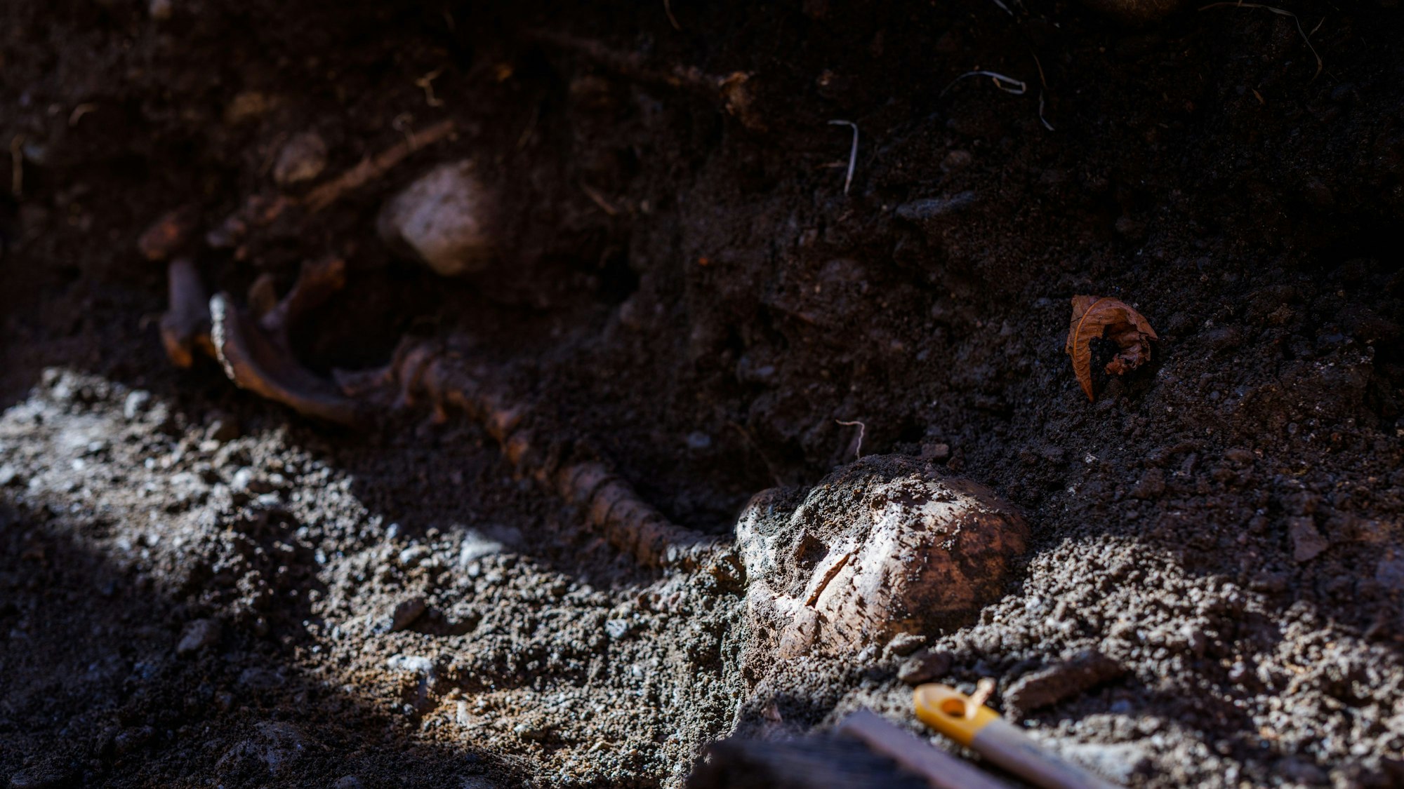 In Freiburg kam es zu ersten Erkenntnissen bei einem gruseligen Fund, der hochinteressante historische Einblicke verspricht. Auf dem Foto (aufgenommen am 8. November 2021 in Freiburg) sieht man menschliche Überreste, teilweise noch vergraben, auf dem Boden liegen.