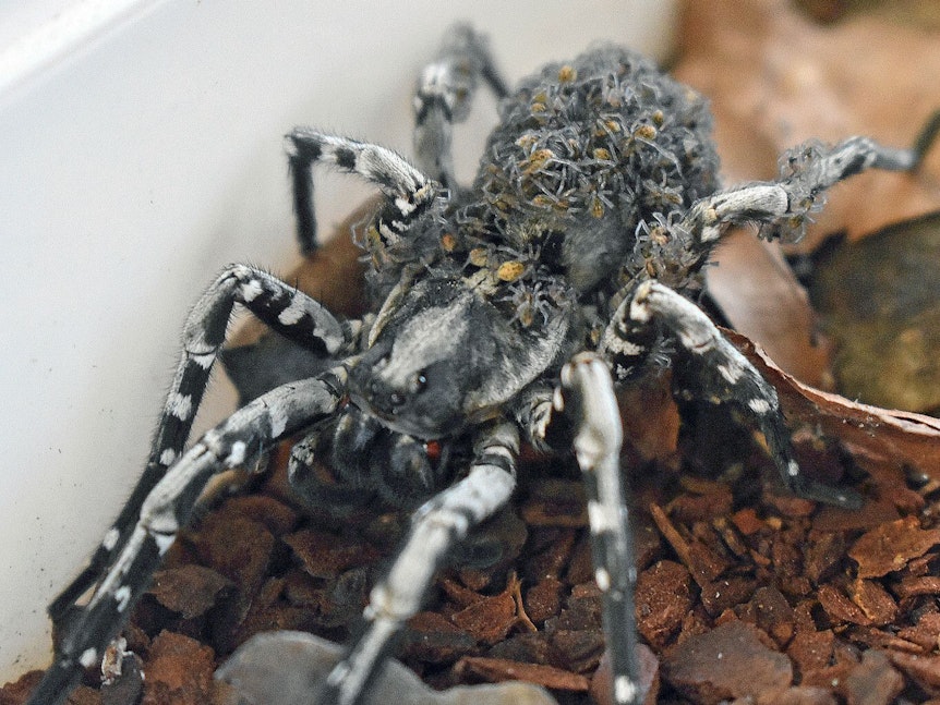 Eine Deserta-Tarantel trägt frisch geschlüpfte Jungspinnen auf ihrem Rücken.