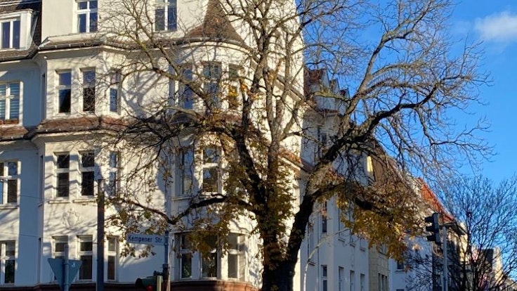 Die alte Kastanie in Nippes an der Kreuzung Neusser Straße/ Auerstraße.