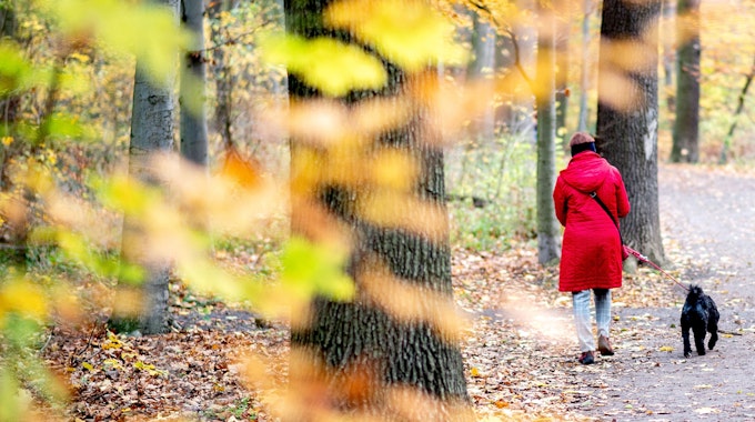 Eine Frau geht mit ihrem Hund an herbstlich verfärbten Blättern im Stadtwald Eilenriede in Hannover vorbei.
