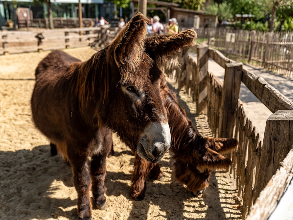 Zwei Poitou-Esel im Kölner Zoo.