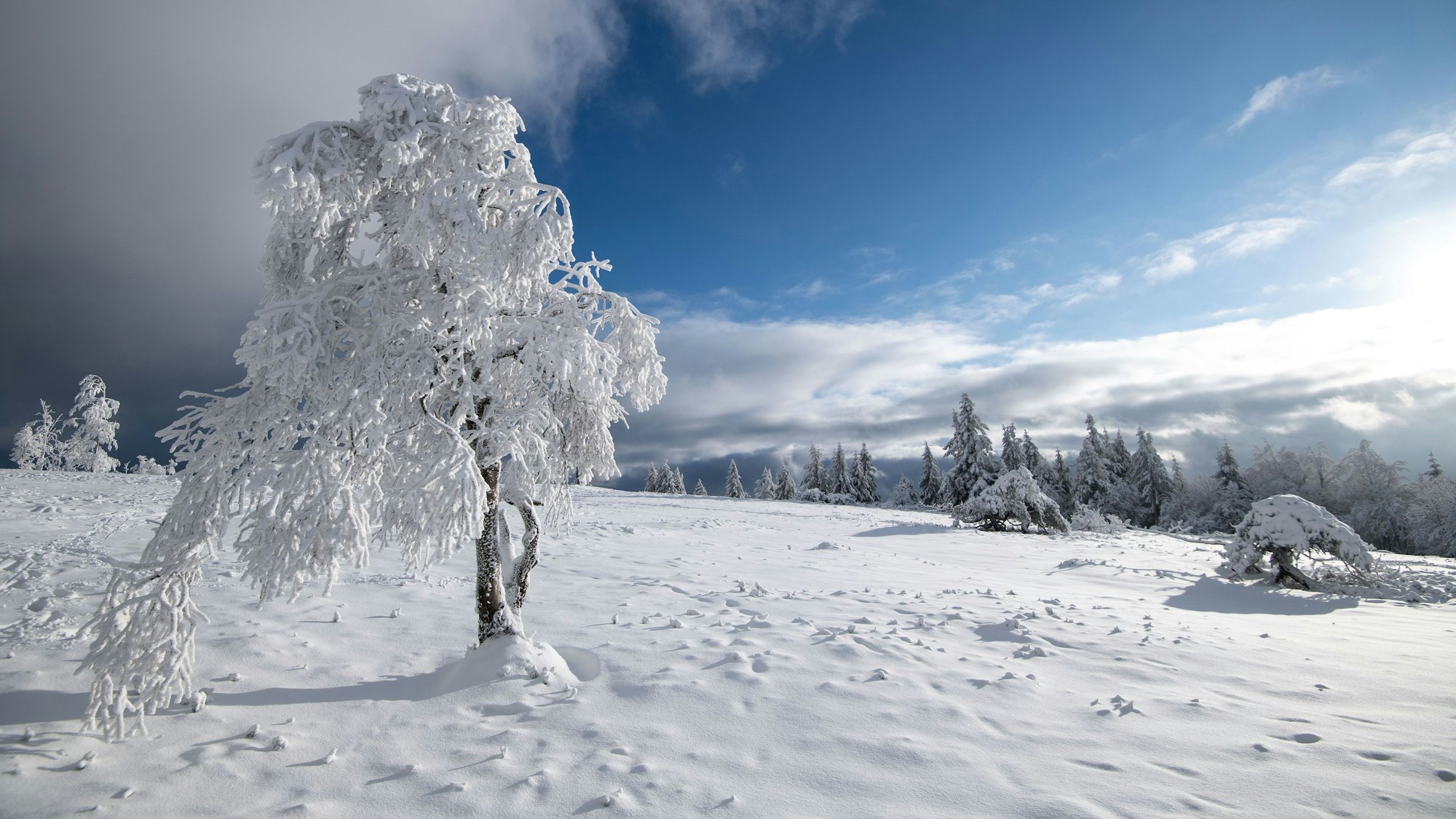 Schneebedeckt ist der alleinstehende Baum auf dem Kahlen Asten.