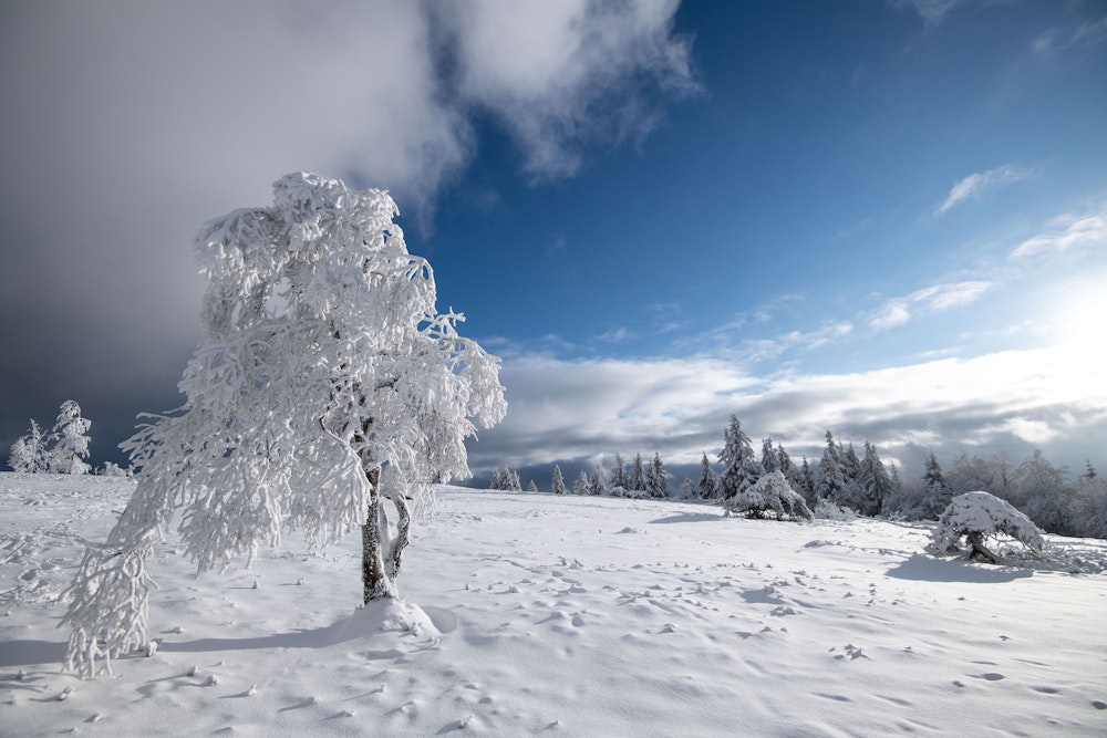 Schneebedeckt ist der alleinstehende Baum auf dem Kahlen Asten.