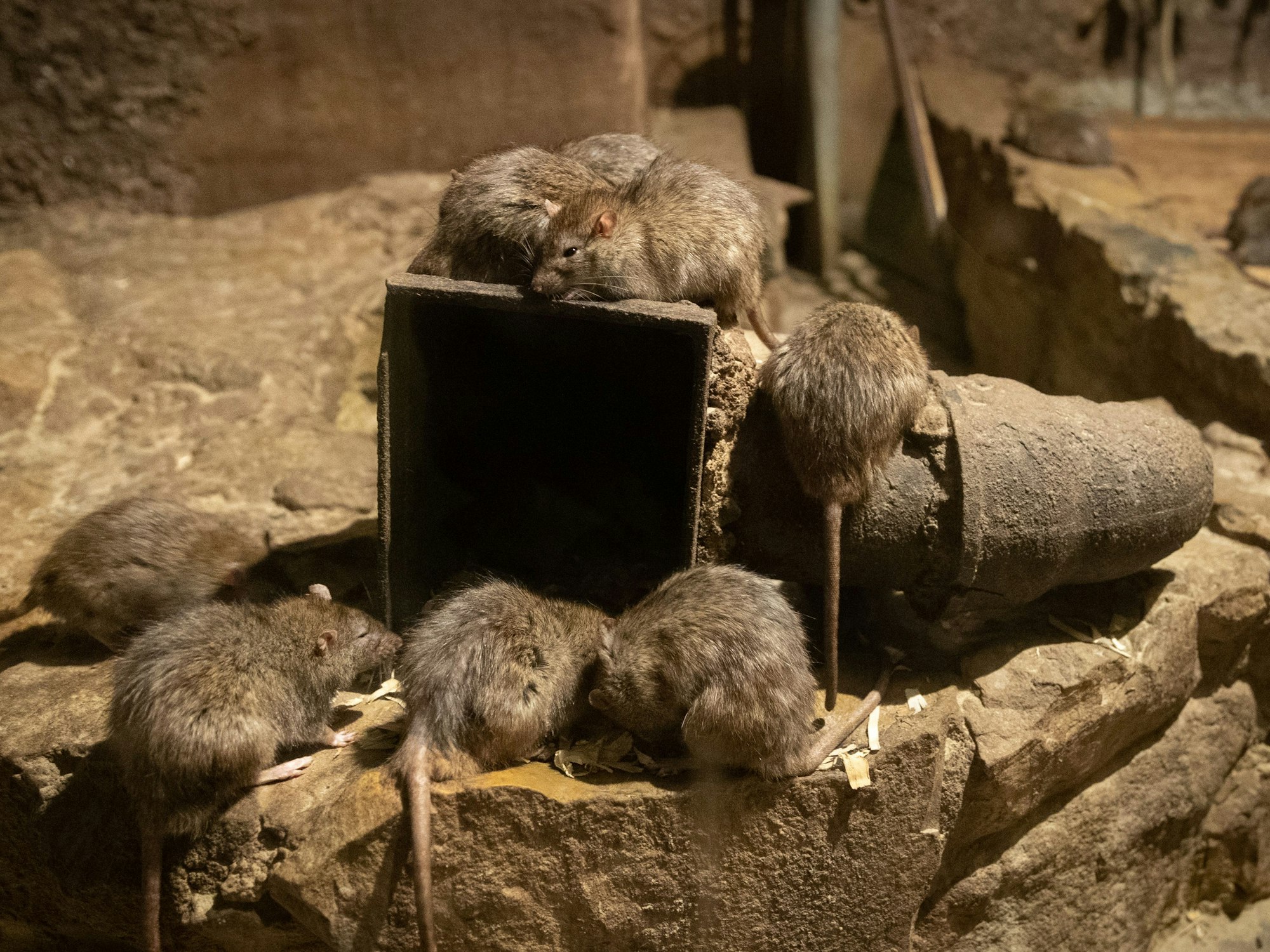 Eine Rattenplage und kein Ende in Sicht. Aus diesem Grund hat sich eine britische Mutter dafür entschieden, ihre Tochter über Weihnachten zu den Großeltern zu schicken. Unser Symbolfoto vom 26. März 2019 zeigt Ratten im Osnabrücker Zoo.