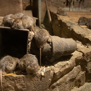 Eine Rattenplage und kein Ende in Sicht. Aus diesem Grund hat sich eine britische Mutter dafür entschieden, ihre Tochter über Weihnachten zu den Großeltern zu schicken. Unser Symbolfoto vom 26. März 2019 zeigt Ratten im Osnabrücker Zoo.