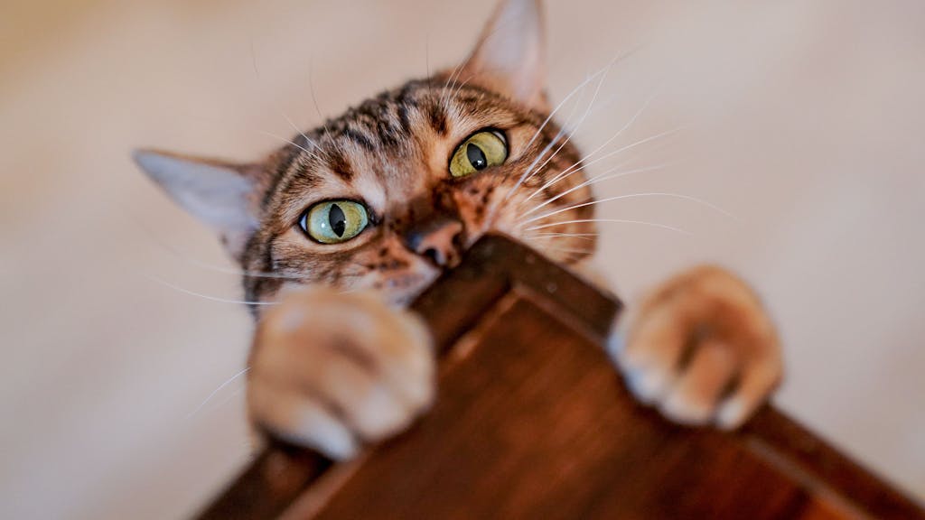 Eine getigerte Katze hält sich mit Vorderpfoten an Tischplatte fest.