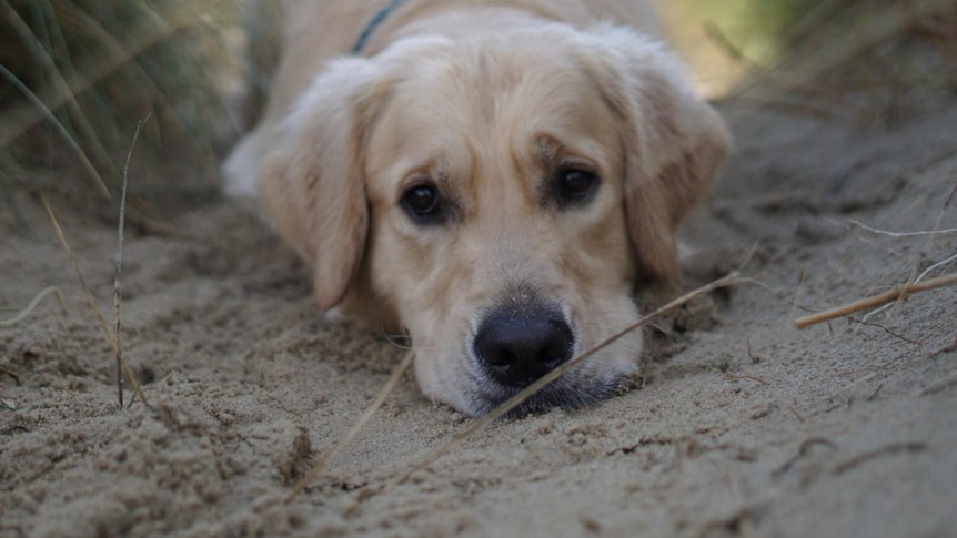 Golden Retriever Jake drückt seine Schnauze in den Sand.
