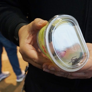 Eine Spinne unbekannten Ursprungs hat in einem Supermarkt in Ludwigsburg am 18. Dezember 2021 einen Rettungseinsatz ausgelöst. Als ein Mitarbeiter am Samstag eine Bananenkiste öffnete, sei das Tier herausgesprungen. Offenbar handelte es sich um eine Krabbenspinne.