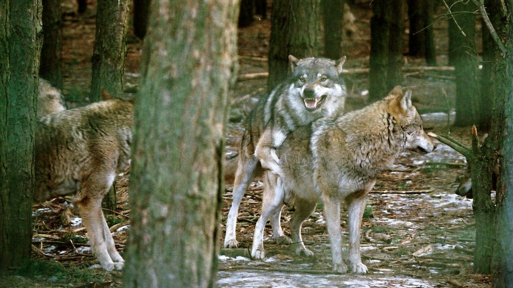 Ein Wolfsrudel während der Ranz- und Paarungszeit, aufgenommen im Wildpark des Biosphärenservats Schorfheide im Februar 2003.