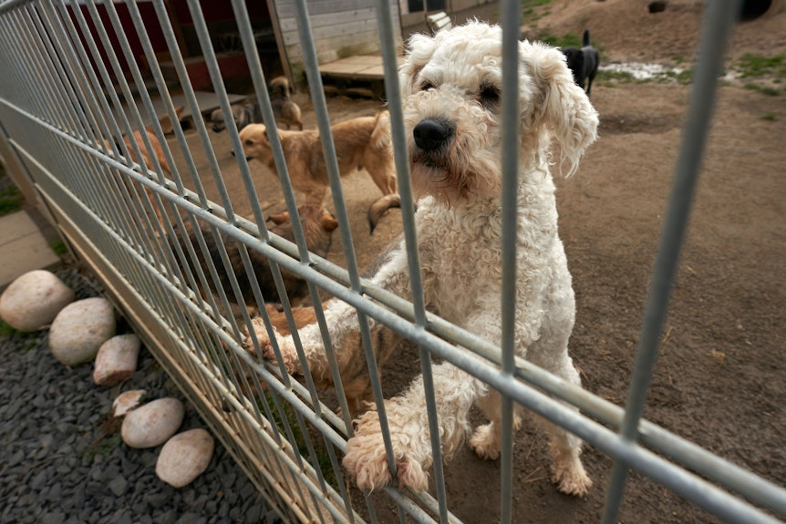 Hunde schauen aus ihrem Gehege im Tierheim. Für die Versorgung von Fundtieren sind gesetzlich die Kommunen und Gemeinden zuständig, die Kosten für deren Versorgung erstatten sie Tierheimen aber häufig nur unzureichend. +++ dpa-Bildfunk +++